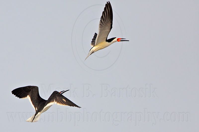 _MG_6184 Black Skimmer.jpg