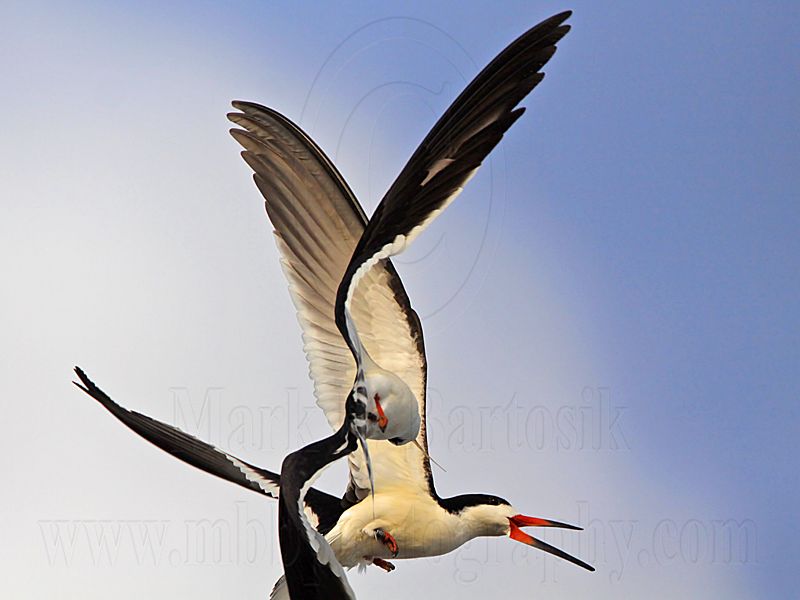 _MG_6208 Black Skimmer.jpg