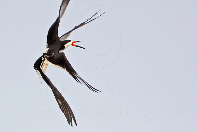 _MG_6224 Black Skimmer.jpg