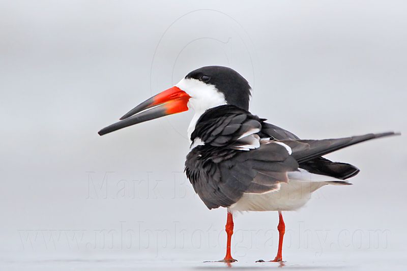 _MG_7139 Black Skimmer.jpg