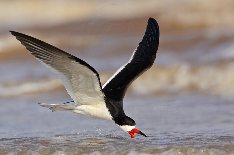 _MG_0203 Black Skimmer.jpg