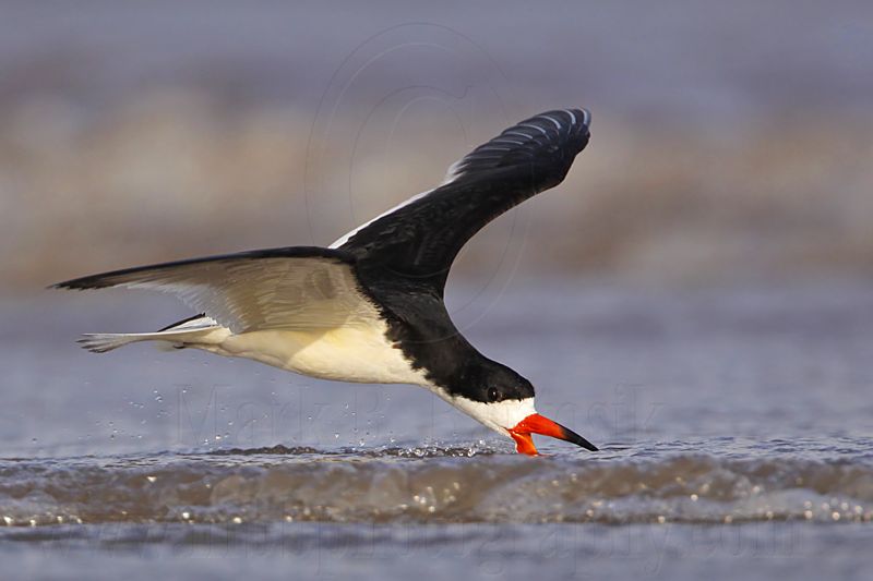 _MG_2670 Black Skimmer.jpg