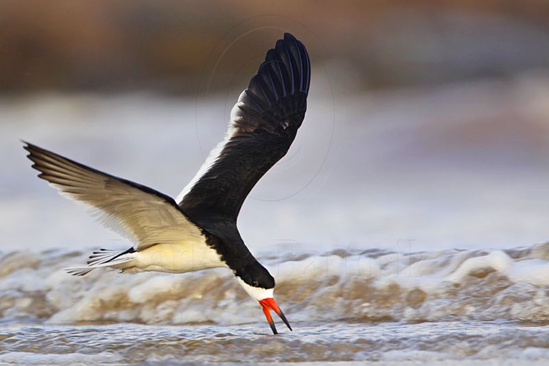 _MG_3023 Black Skimmer.jpg