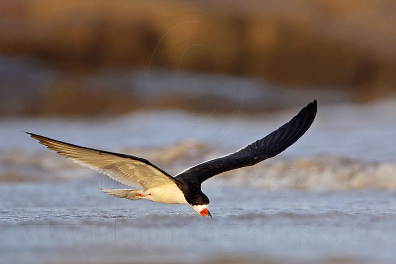 _MG_3147 Black Skimmer.jpg