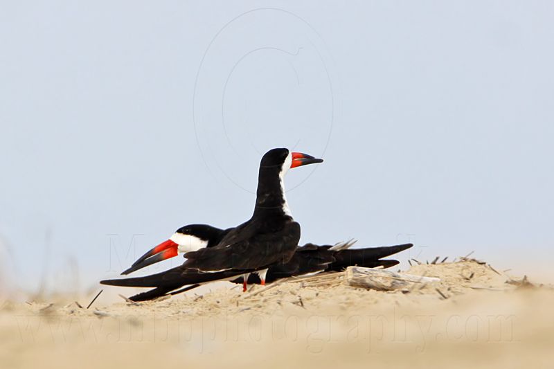 _MG_5751 Black Skimmer.jpg