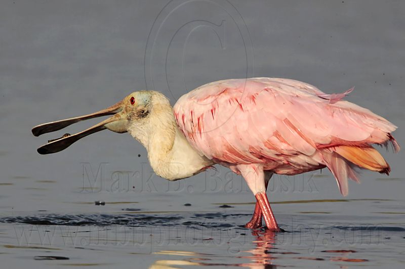 _MG_4436 Roseate Spoonbill.jpg