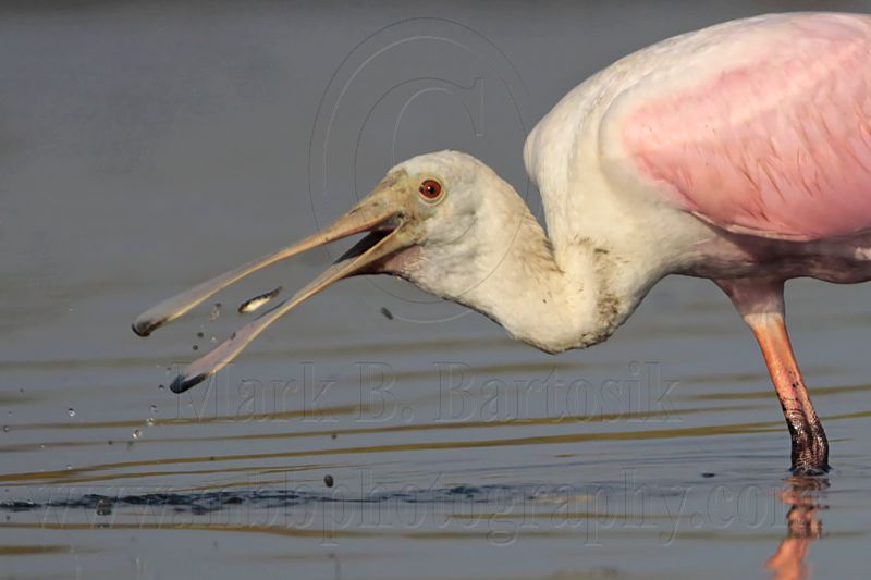 _MG_4462 Roseate Spoonbill.jpg