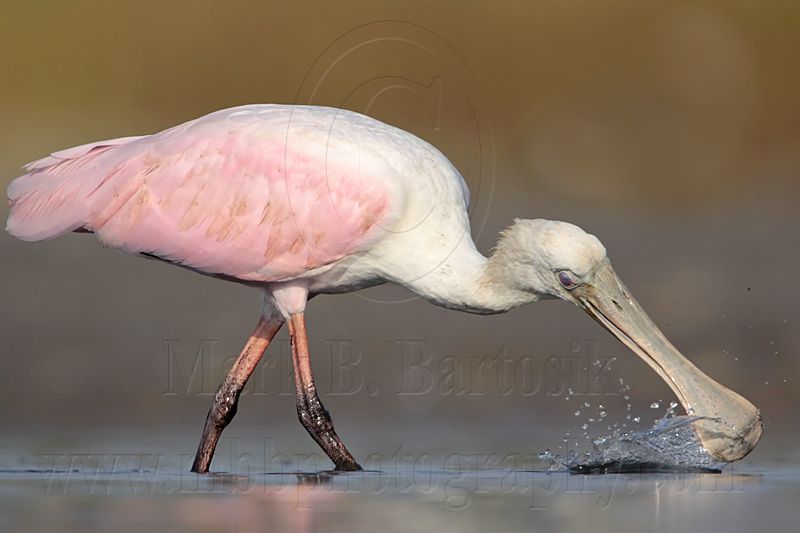_MG_4565 Roseate Spoonbill.jpg