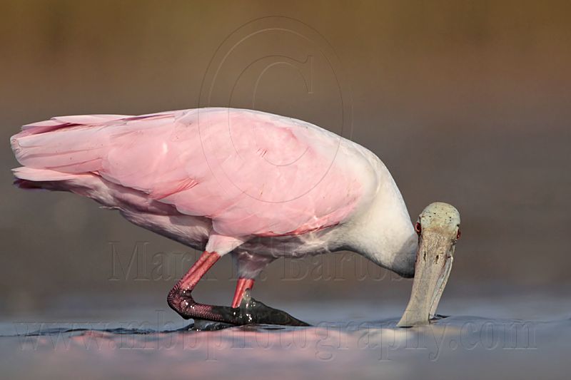 _MG_4651 Roseate Spoonbill.jpg