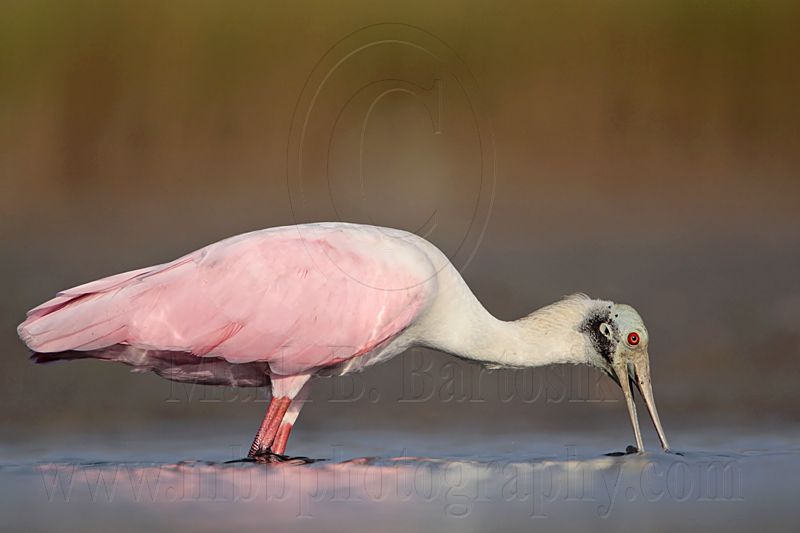 _MG_4668 Roseate Spoonbill.jpg