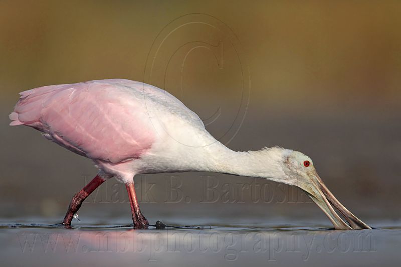 _MG_4719 Roseate Spoonbill.jpg