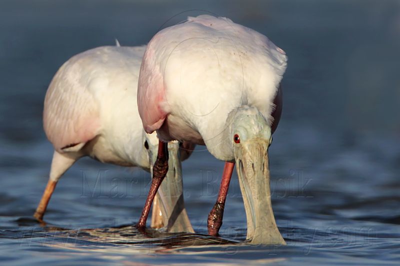 _MG_6109 Roseate Spoonbill.jpg