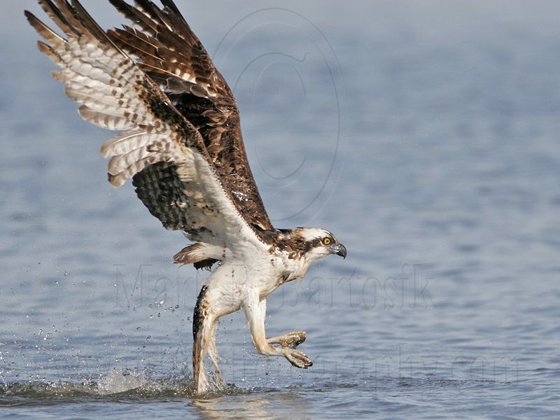 _MG_1533 Osprey.jpg