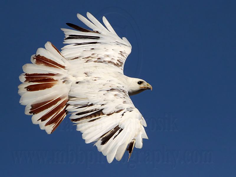 _MG_7273 Leucistic Red-tailed Hawk.jpg
