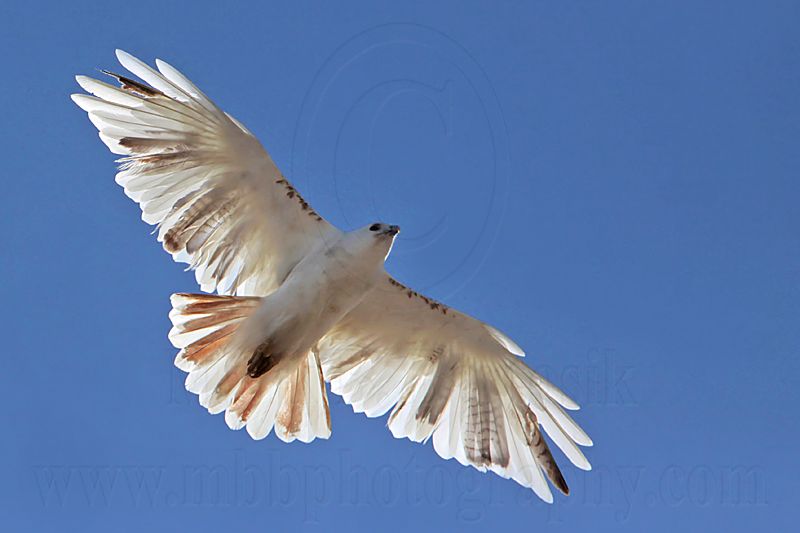 _MG_7322 Leucistic Red-tailed Hawk.jpg
