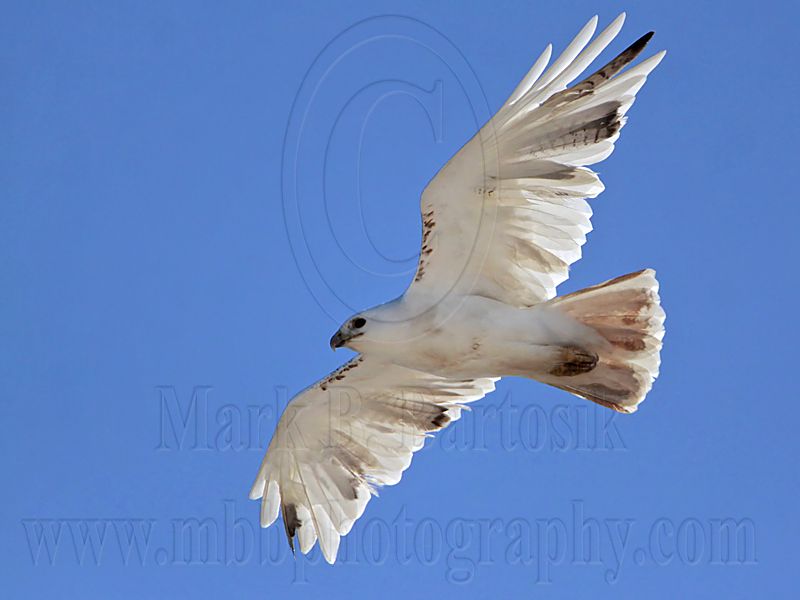 _MG_7436 Leucistic Red-tailed Hawk.jpg