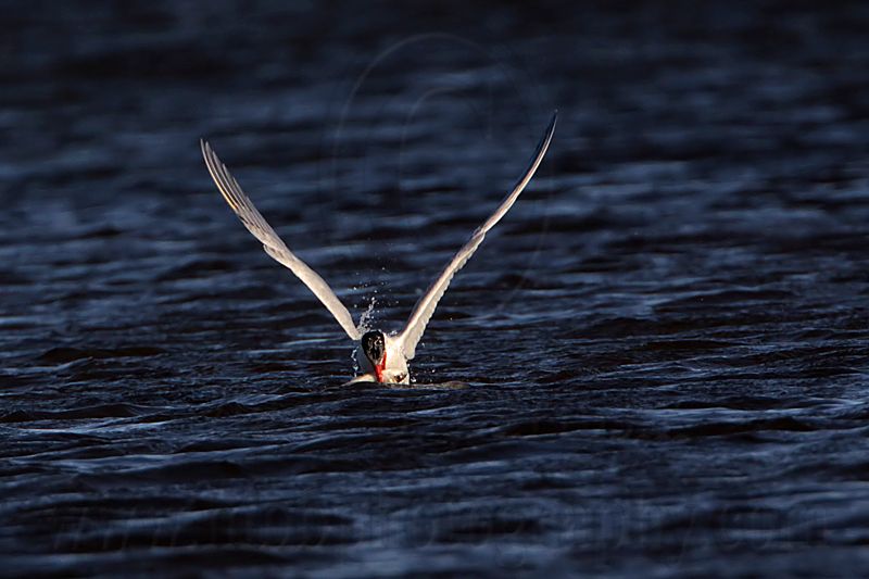 _MG_8475 Caspian Tern.jpg
