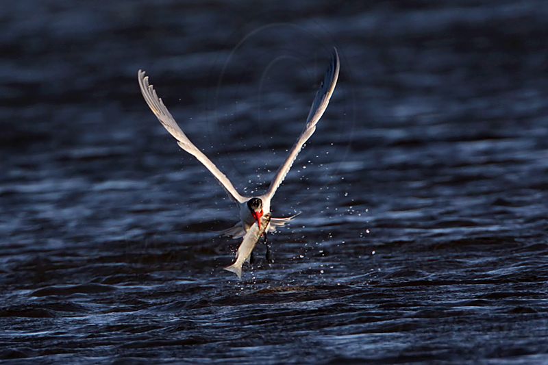 _MG_8478 Caspian Tern.jpg