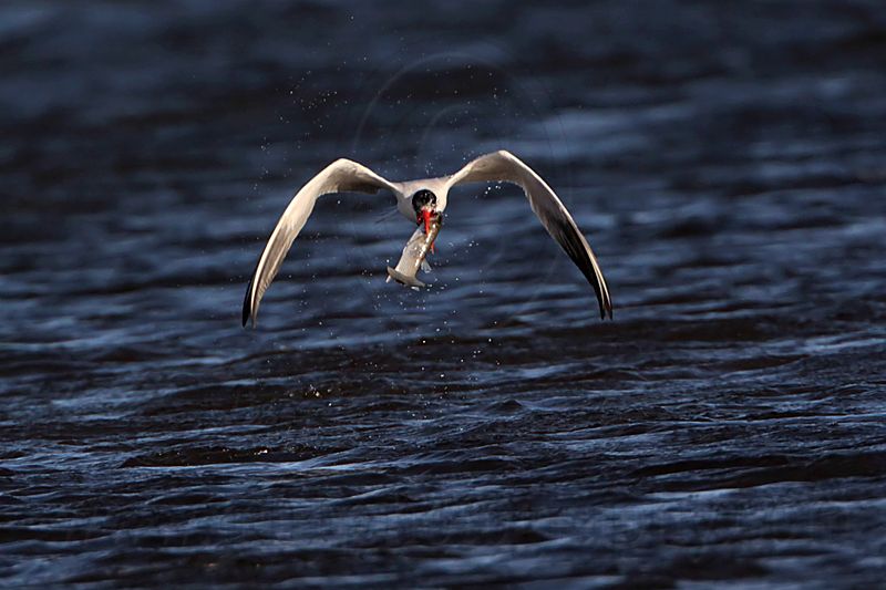 _MG_8481 Caspian Tern.jpg
