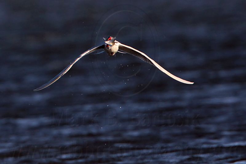 _MG_8496 Caspian Tern.jpg