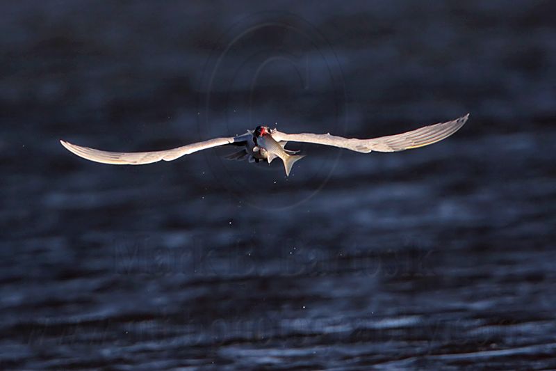_MG_8497 Caspian Tern.jpg