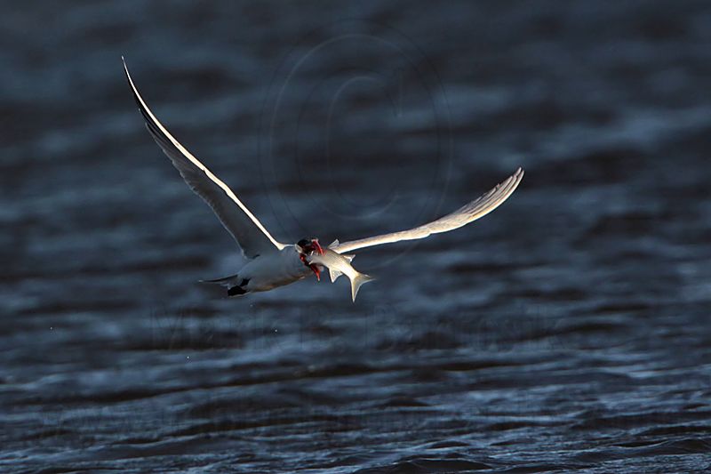 _MG_8501 Caspian Tern.jpg