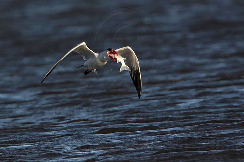 _MG_8503 Caspian Tern.jpg