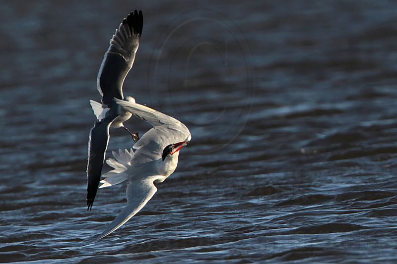 _MG_8519 Caspian Tern & Laughing Gull.jpg