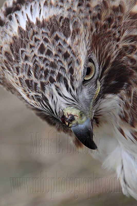 _MG_7334 Red-tailed Hawk.jpg