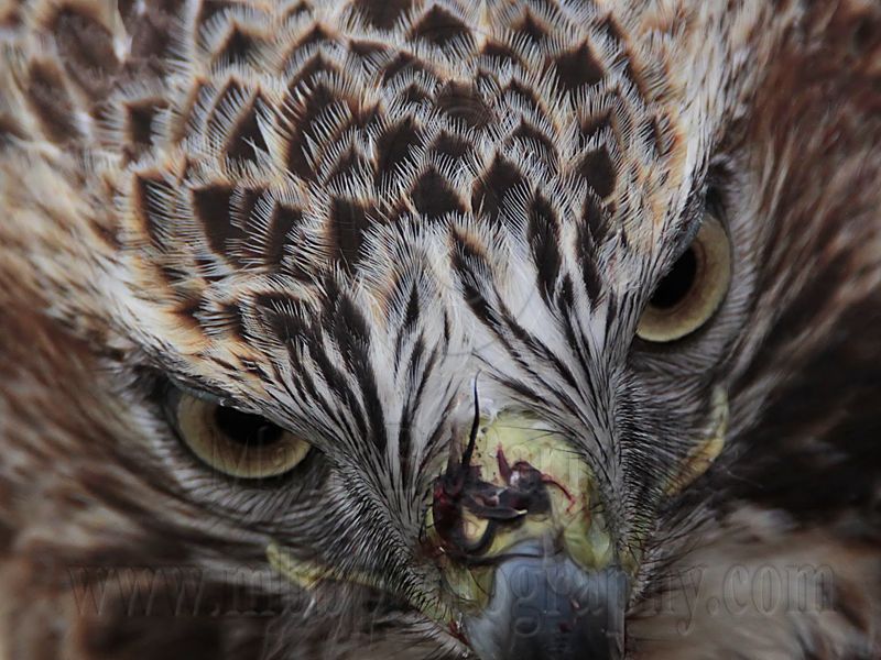 _MG_7383 Red-tailed Hawk.jpg
