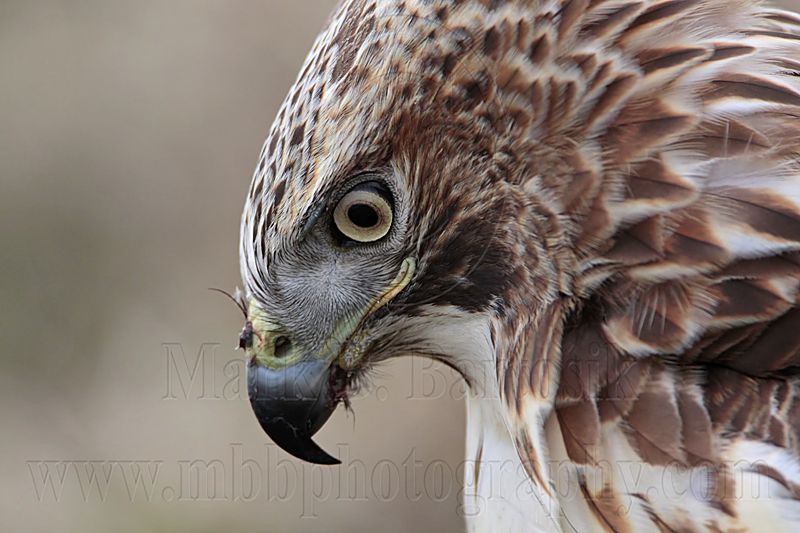_MG_7408 Red-tailed Hawk.jpg