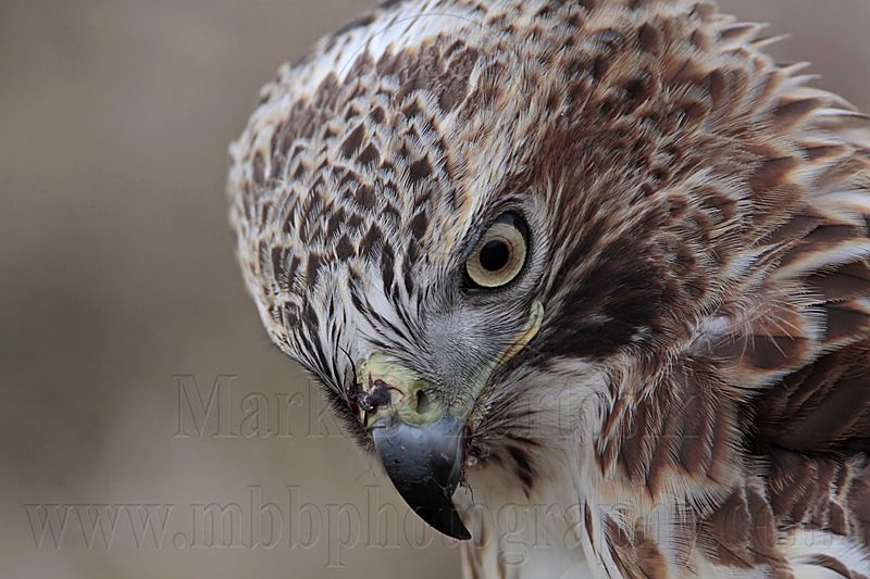 _MG_7410 Red-tailed Hawk.jpg