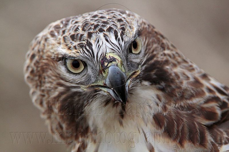 _MG_7476 Red-tailed Hawk.jpg