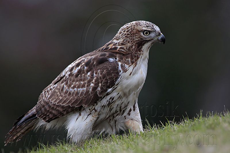 _MG_7677 Red-tailed Hawk.jpg