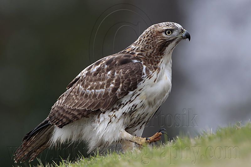 _MG_7683 Red-tailed Hawk.jpg