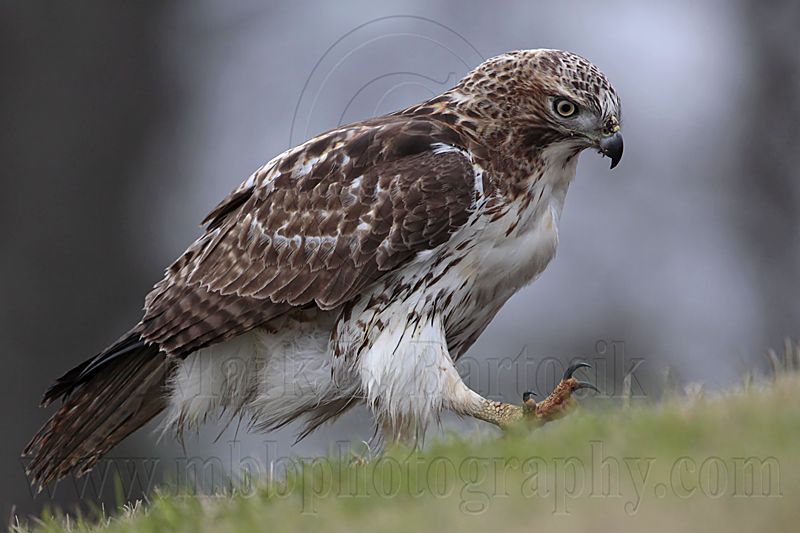 _MG_7688 Red-tailed Hawk.jpg