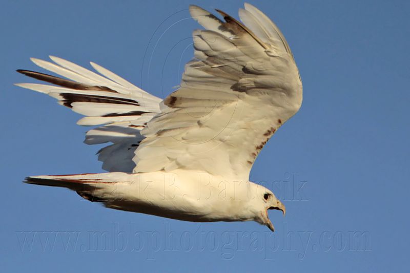 _MG_8501 Leucistic Red-tailed Hawk.jpg