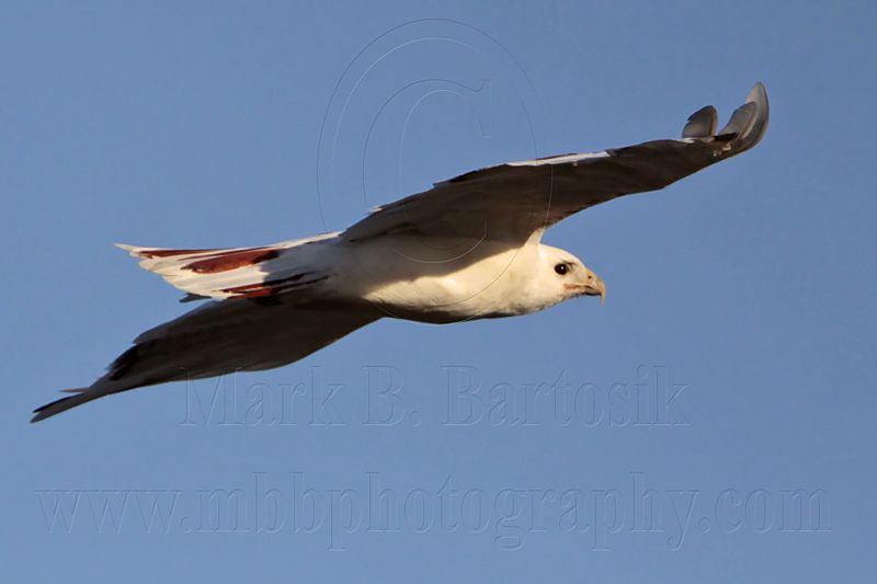 _MG_8513 Leucistic Red-tailed Hawk.jpg