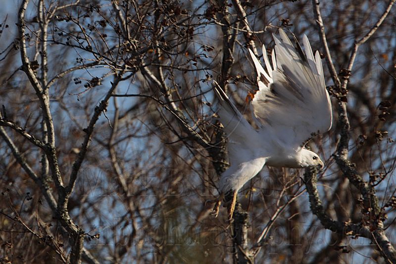 _MG_1191 Leucistic Red-tailed Hawk.jpg