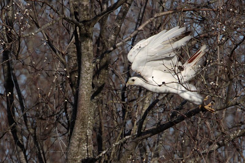 _MG_1392 Leucistic Red-tailed Hawk.jpg