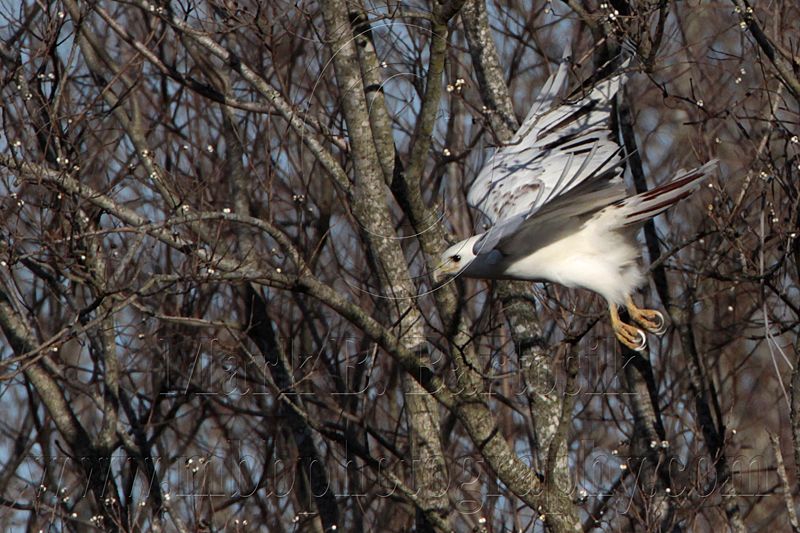 _MG_1394 Leucistic Red-tailed Hawk.jpg