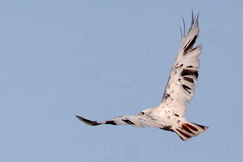 _MG_1410 Leucistic Red-tailed Hawk.jpg