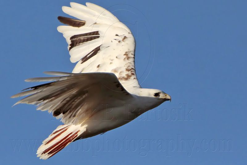 _MG_1447 Leucistic Red-tailed Hawk.jpg