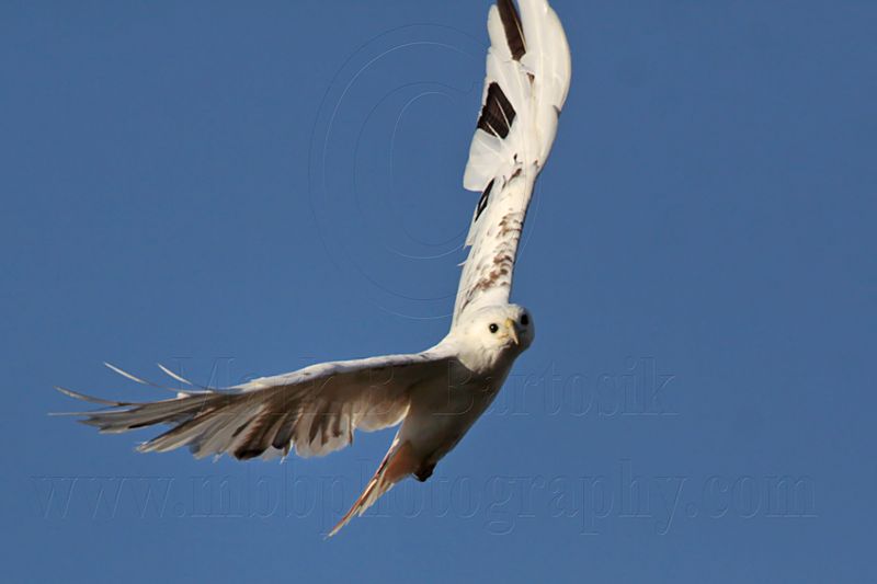_MG_1452 Leucistic Red-tailed Hawk.jpg