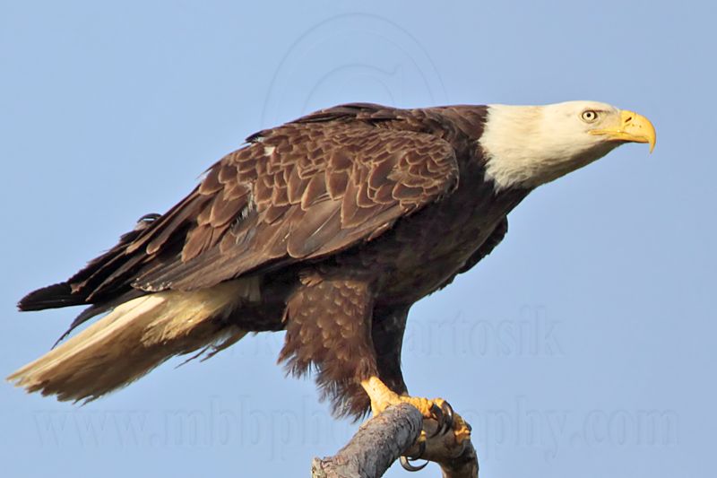 _MG_6070 Bald Eagle.jpg