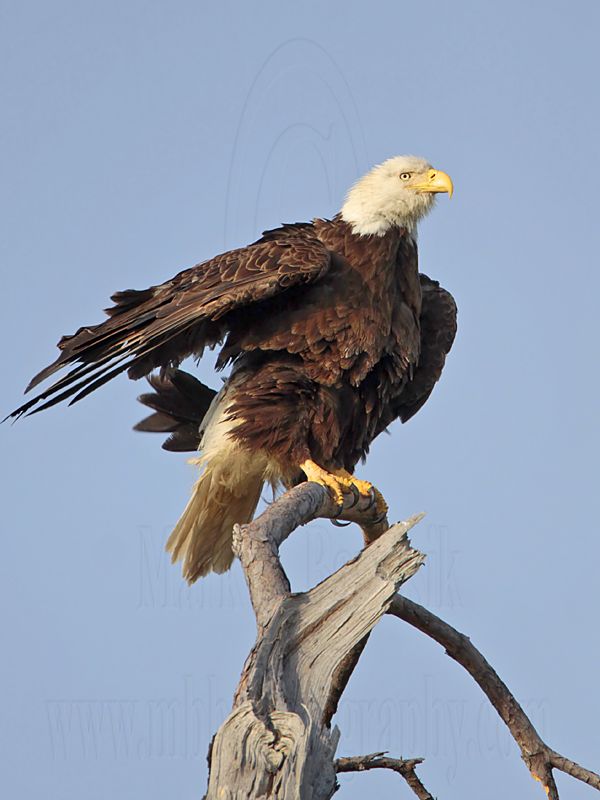 _MG_6310 Bald Eagle.jpg