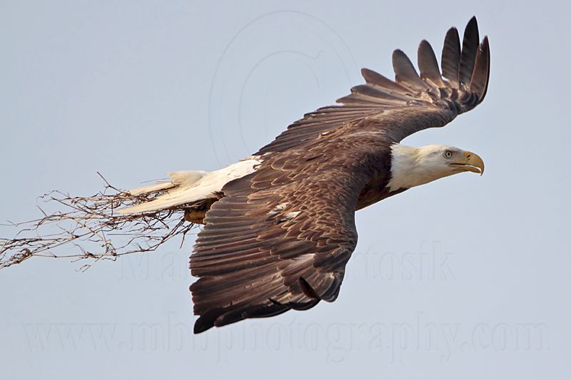 _MG_6436 Bald Eagle.jpg