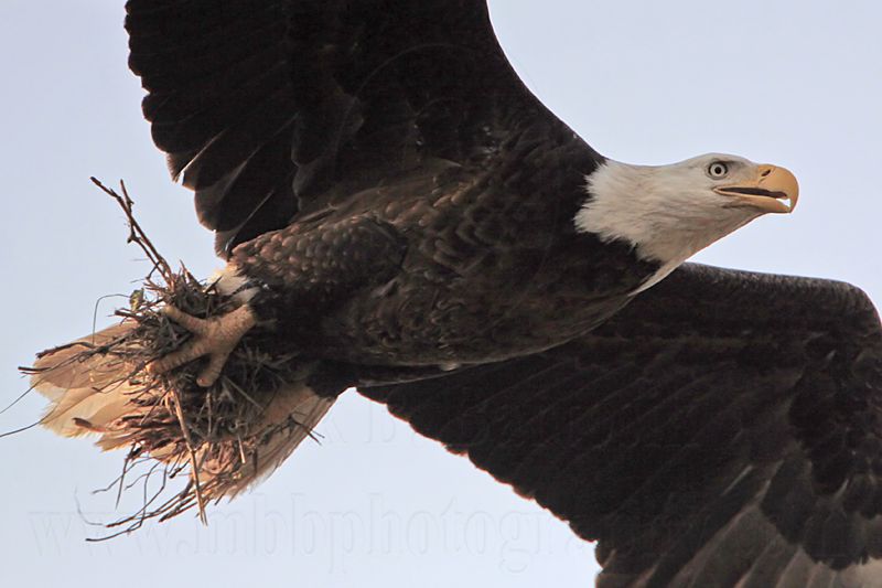 _MG_6610 Bald Eagle.jpg