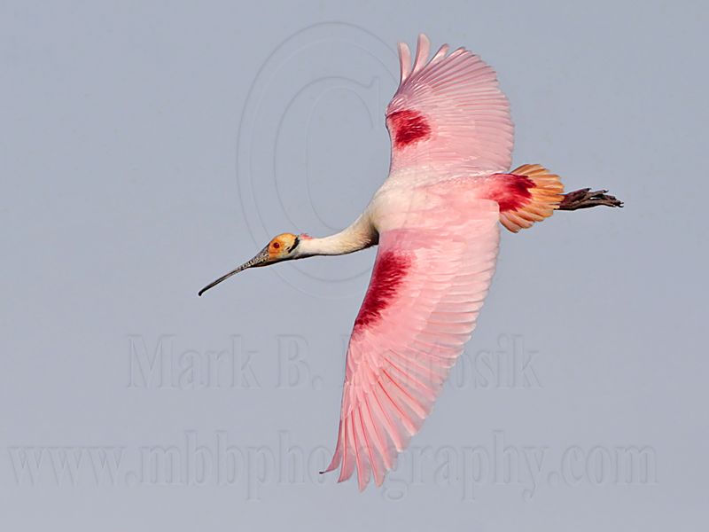 _MG_4263 Roseate Spoonbill.jpg