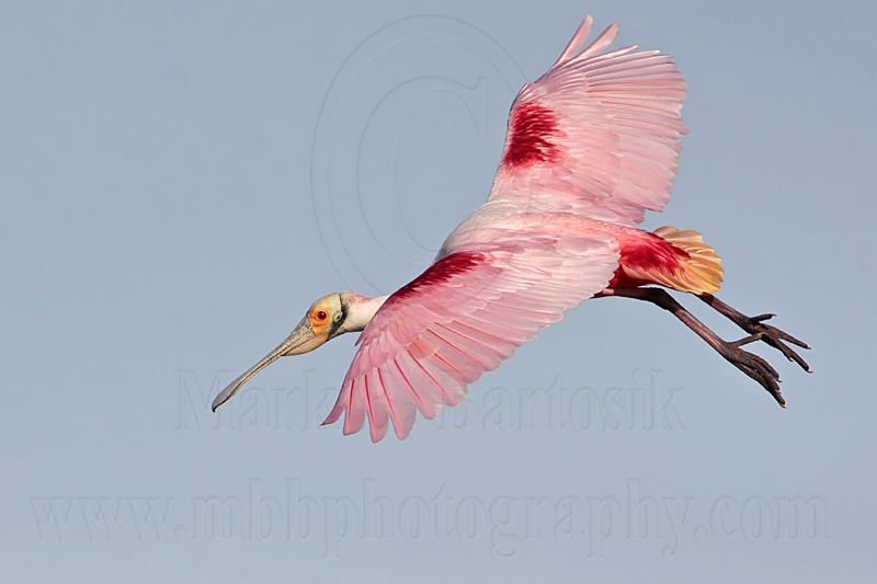 _MG_4398 Roseate Spoonbill.jpg